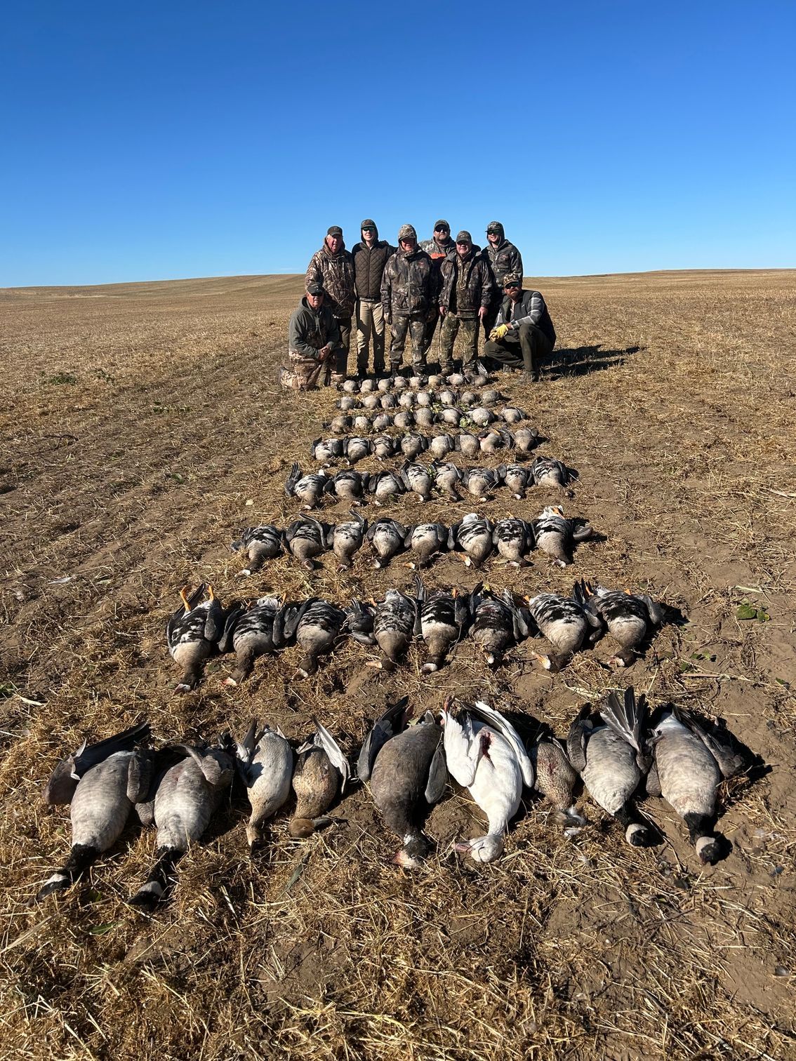 Goose Hunting in Alberta | Hunts | Northern Prairie Outfitters