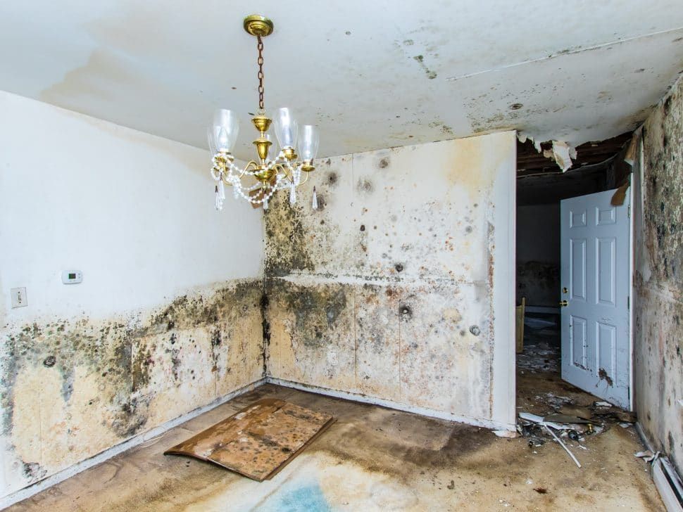 Mold-infested room with peeling walls, water damage, and a chandelier.