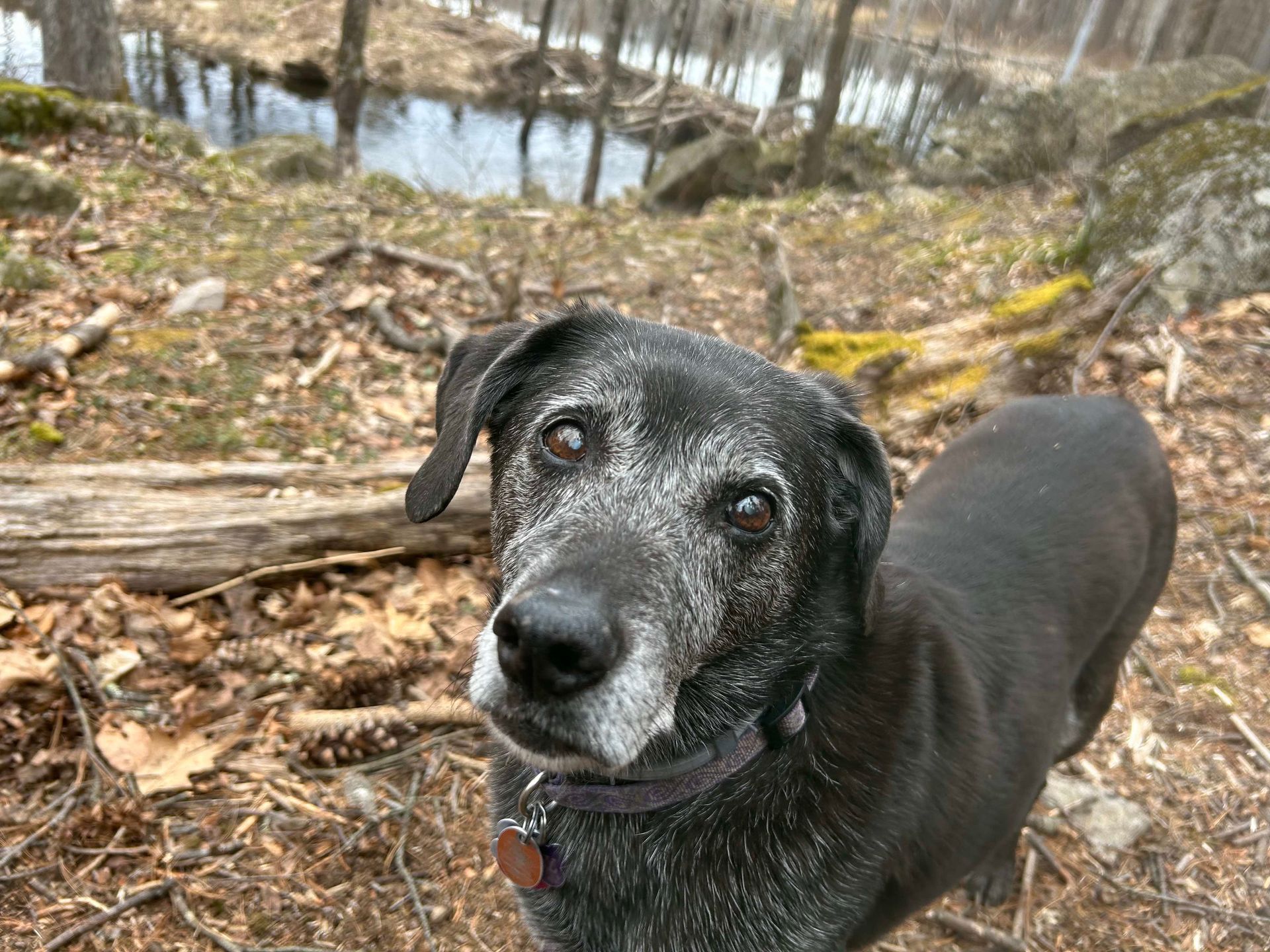 Image shows a black dog with a grey face and muzzle, posed in the woods near a pond