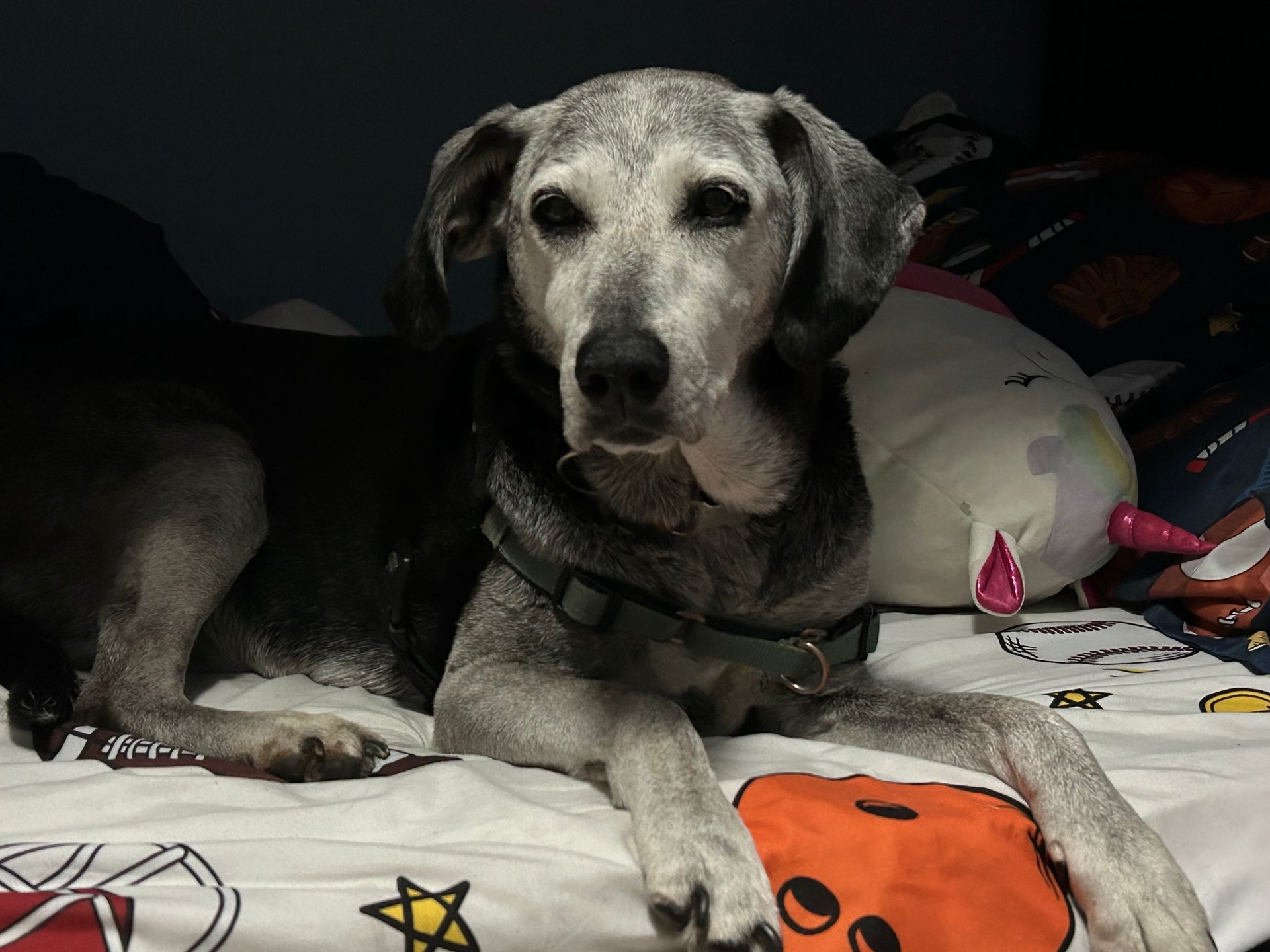 Image shows a black dog with a grey face and muzzle