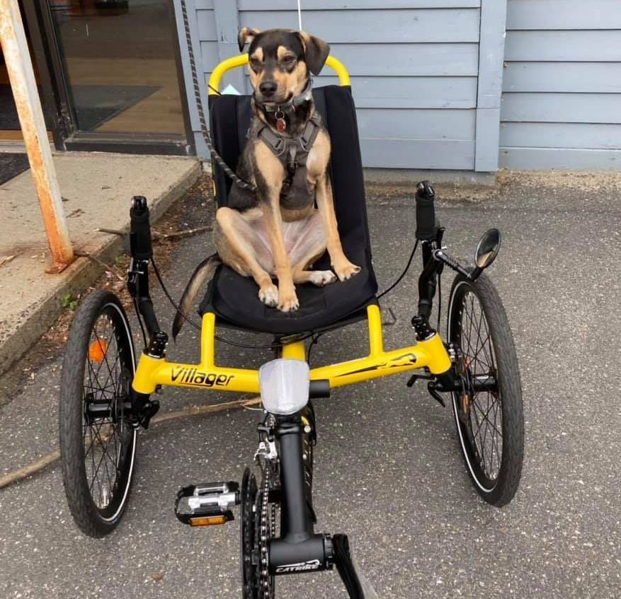 Image shows a black and tan dog, sitting on a yellow Catrike recumbent trike