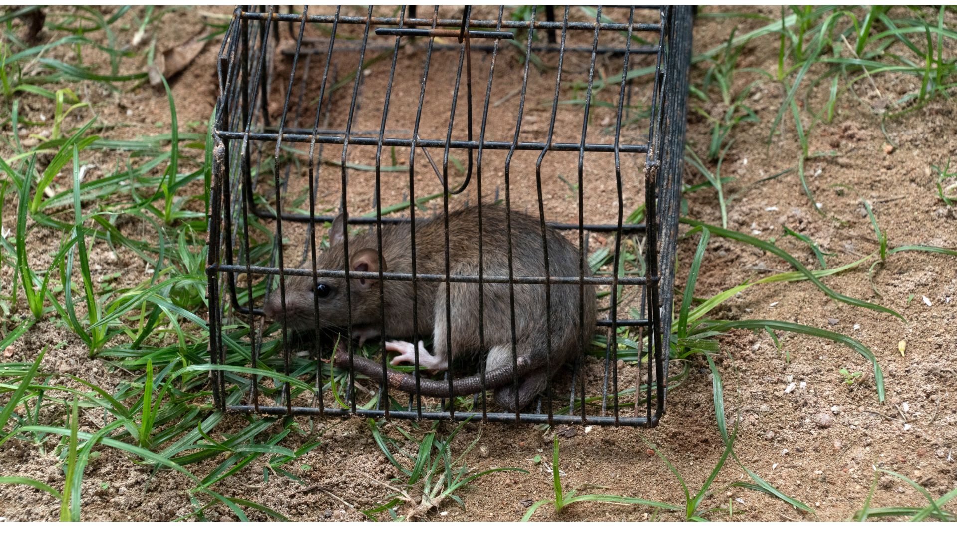 A mouse is sitting in a cage on the ground.