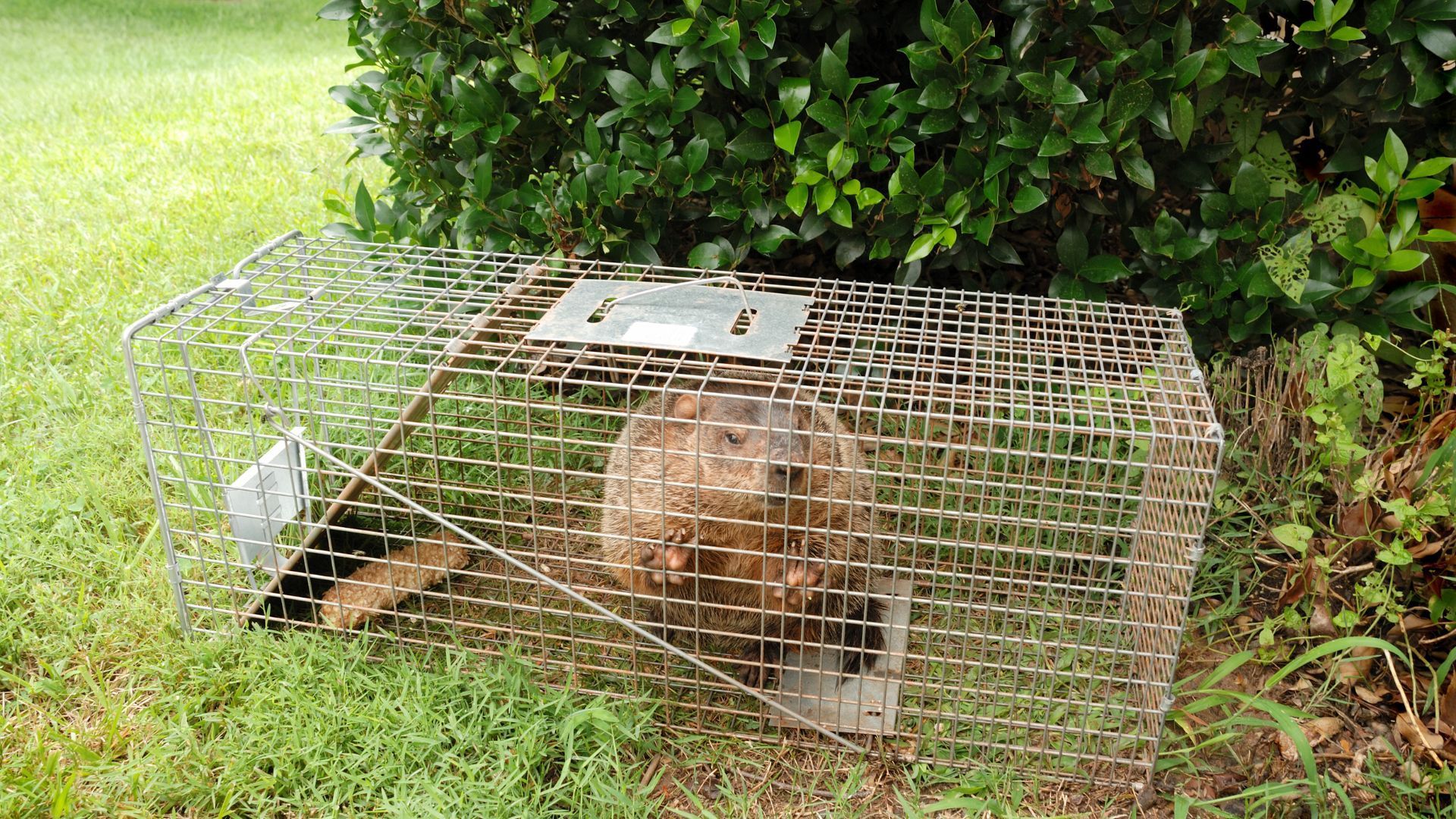 A cat is laying in a wire cage in the grass.