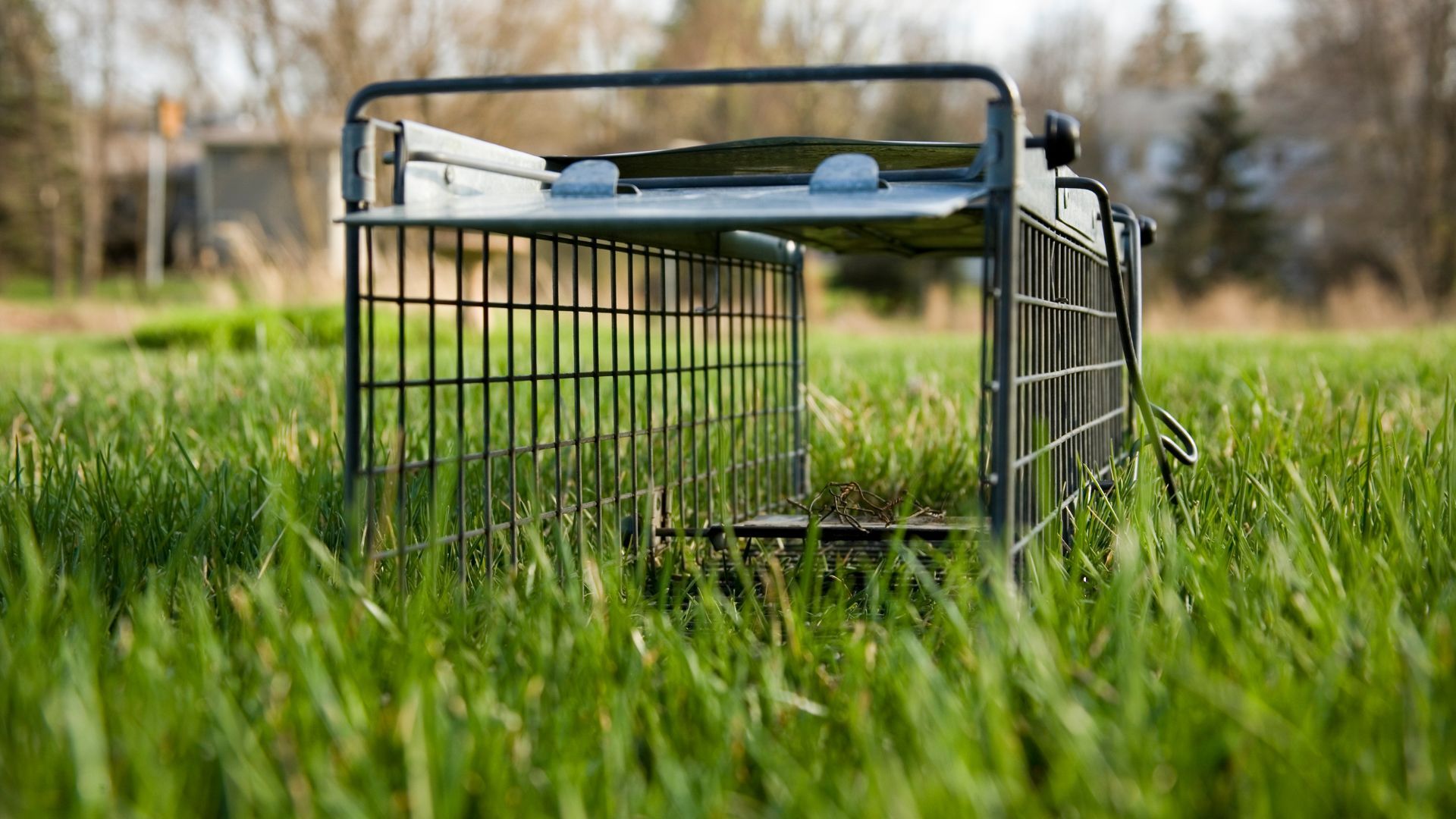 A metal cage is sitting in the middle of a grassy field.