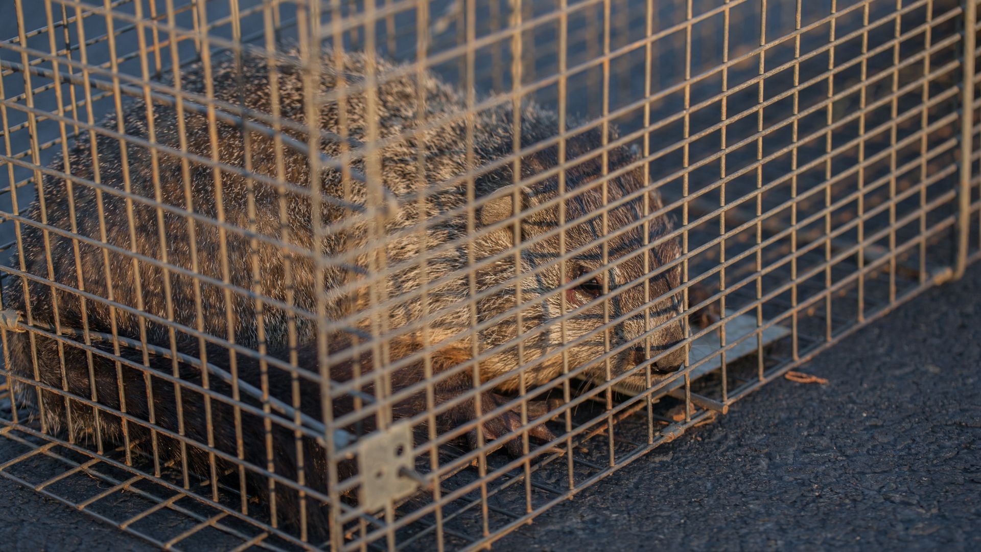 A cat is sitting in a wire cage on the ground.