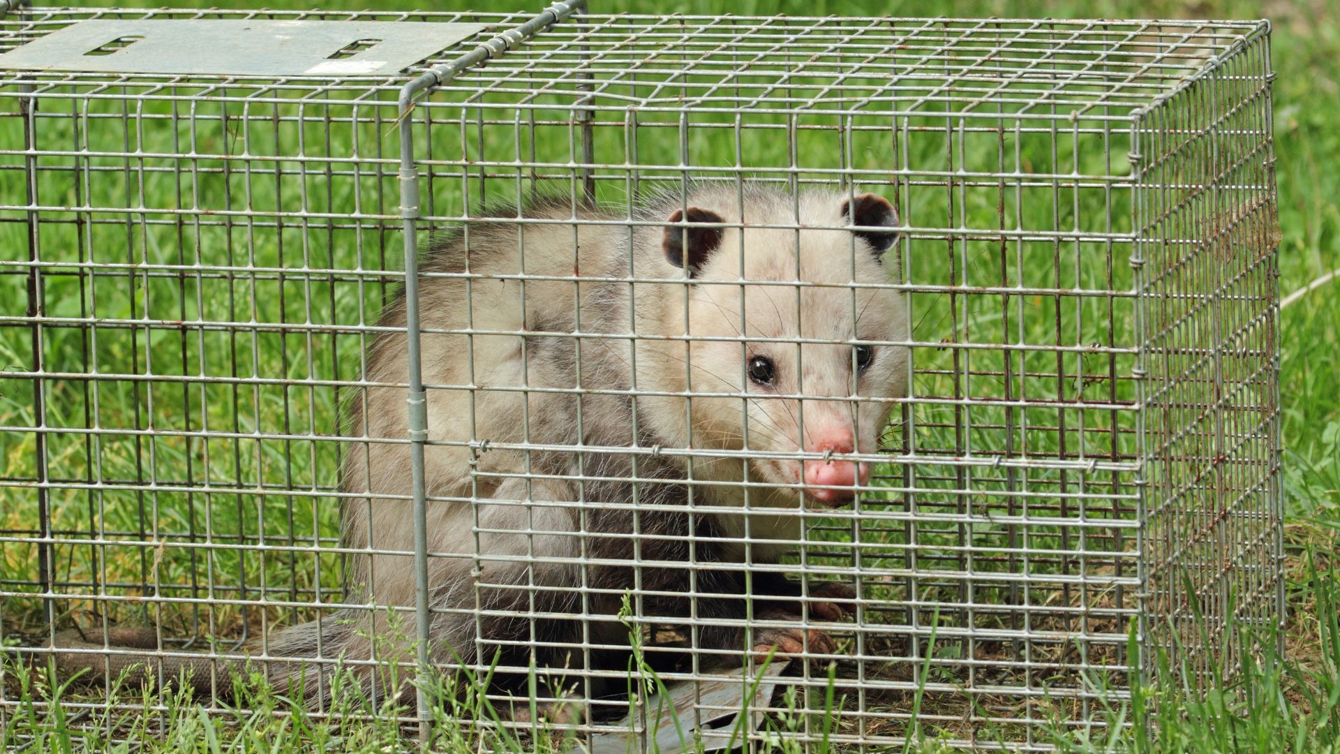 An opossum is sitting in a wire cage in the grass.