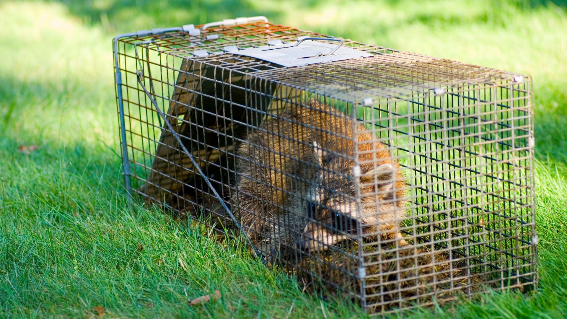 A raccoon is sitting in a cage on the grass.