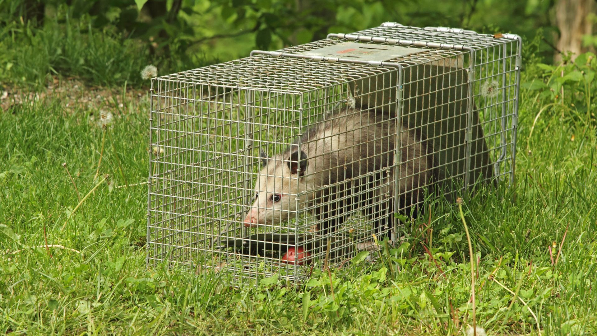 An opossum is sitting in a cage in the grass.