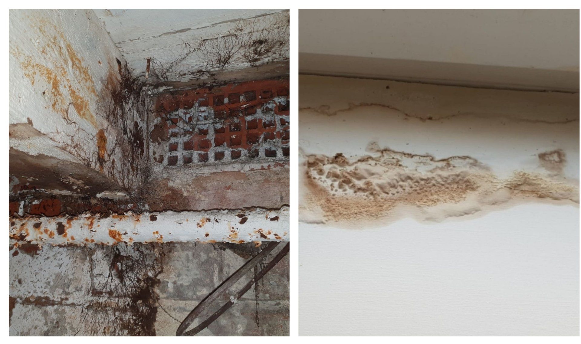 Wet rot