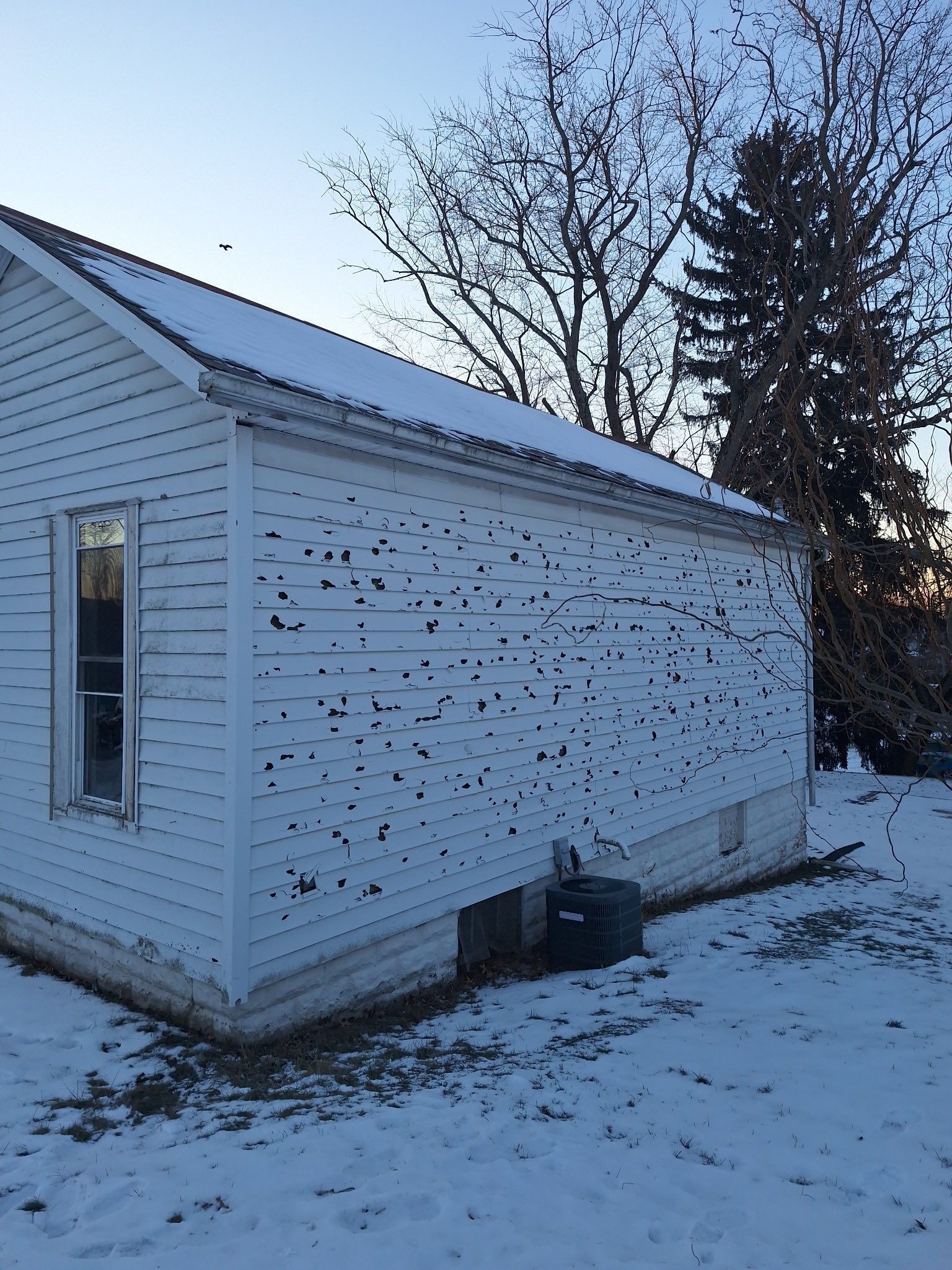 White exterior siding on a house wall is covered with hundreds of dark spots, likely from a swarm of insects.