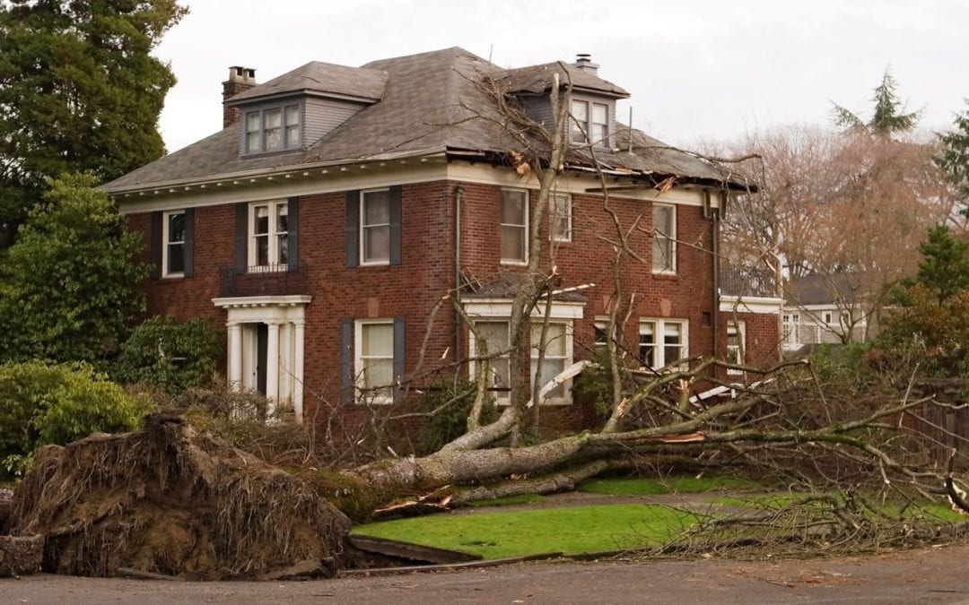 Fallen Tree Near Residential House — Chicago, IL — Metropolitan Insurance Service Consultants, Inc