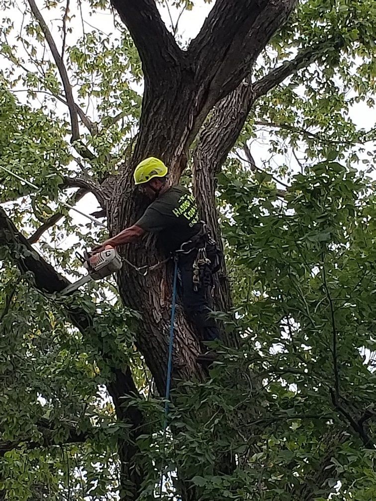 Pruning Trees - Tree Company in Haddon Heights, NJ