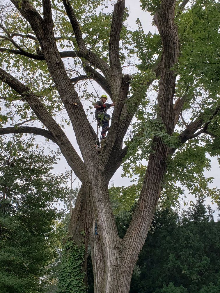 Pruning Trees - Tree Company in Haddon Heights, NJ