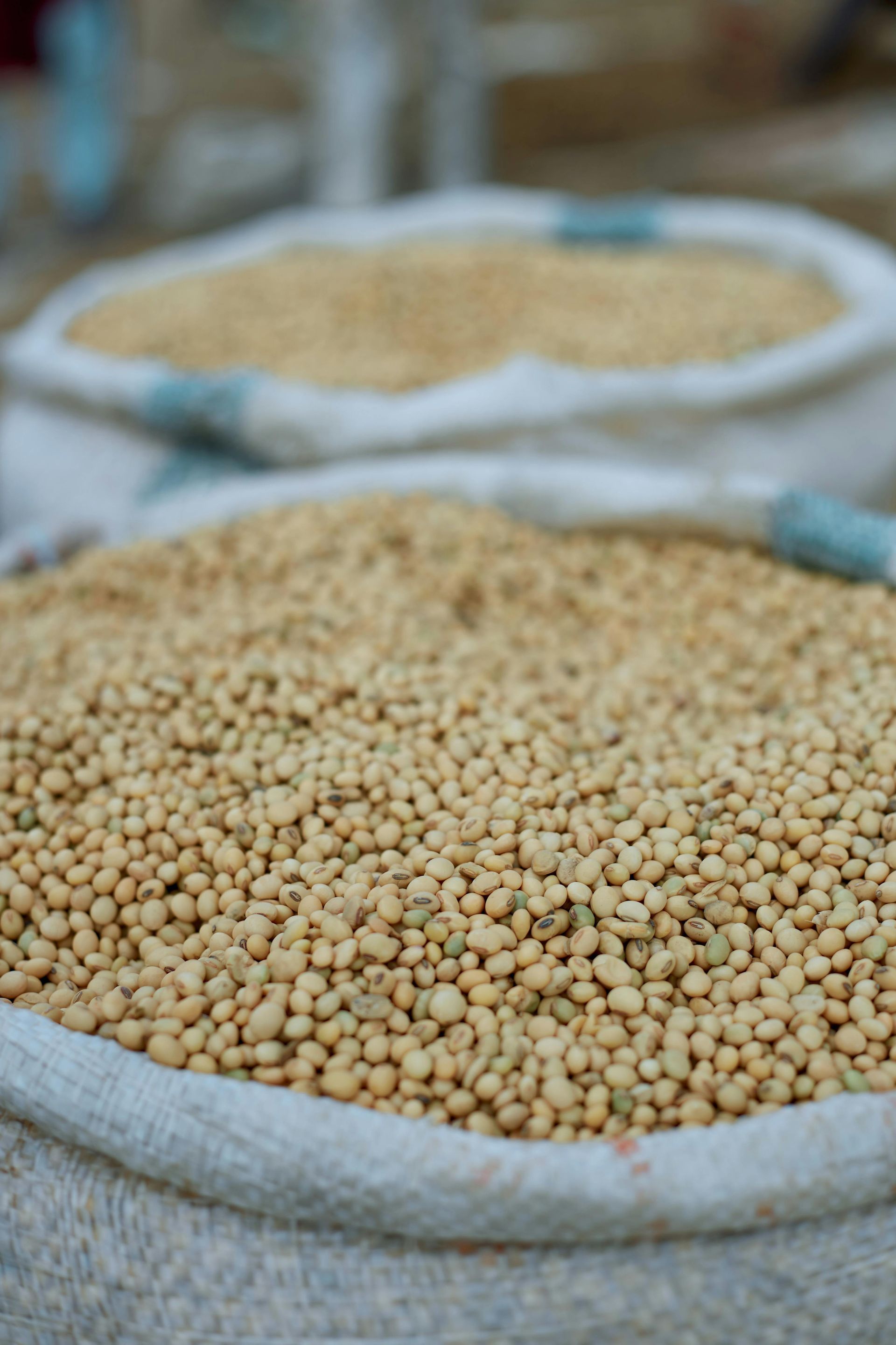 Two open burlap sacks filled with light brown dried soybeans, stacked closely together.