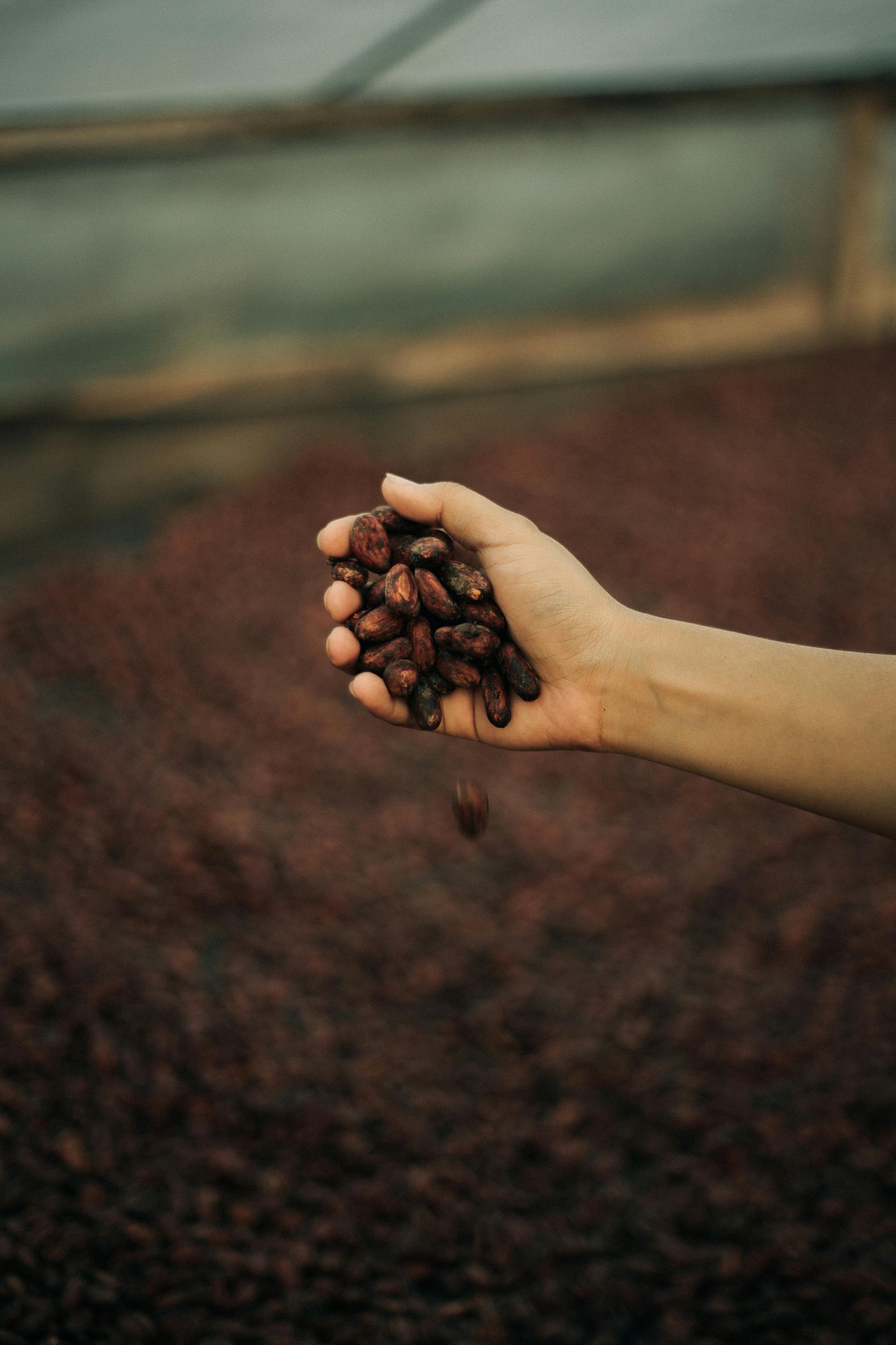 A person is holding a pile of cocoa beans in their hand.