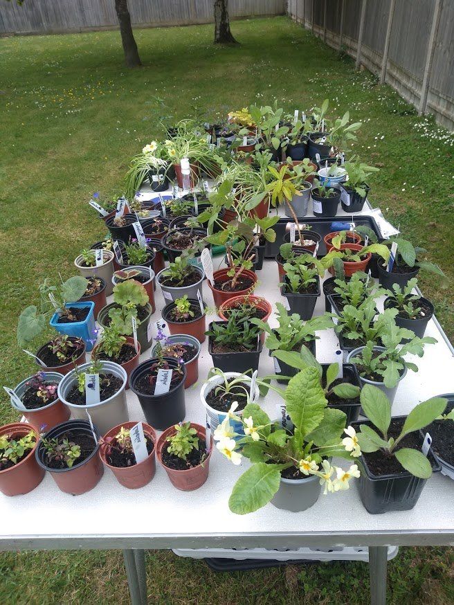 Plants on one of the tables