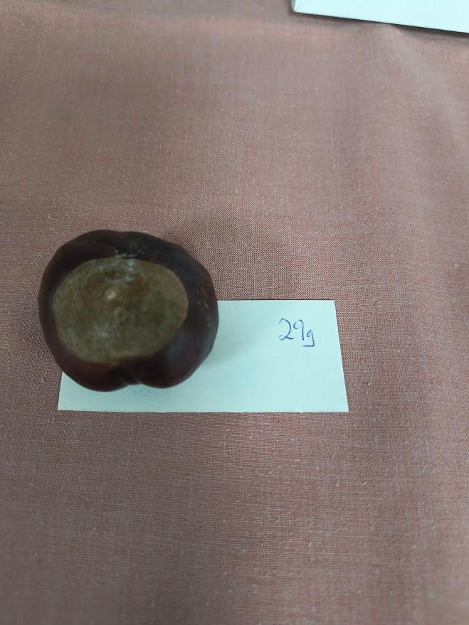 photo shows a conker with a lable sayin 29g