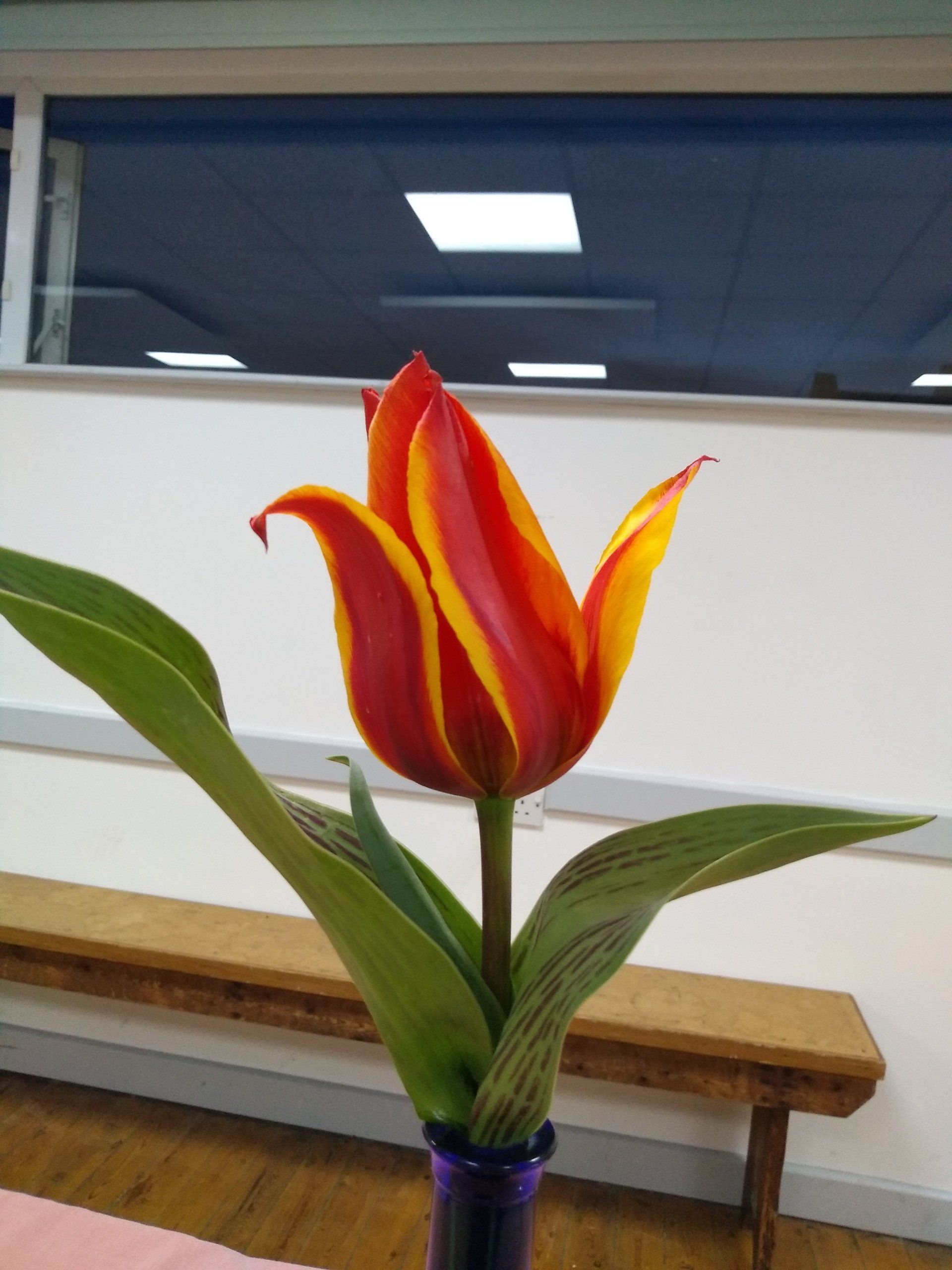 1st place orange tulip flashed with yellow Theresa D