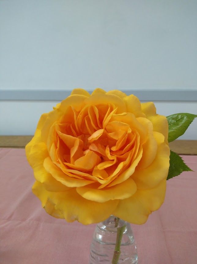 First place Golden Yellow rose