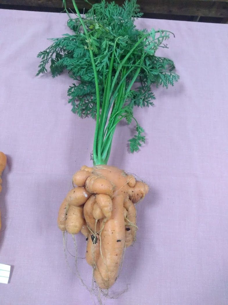 Photo of gnarled, many-rooted carrot, first prize, Doug G