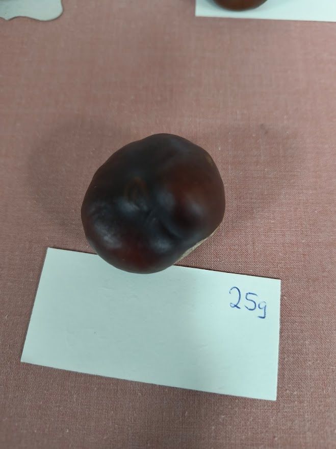 photo shows a conker with a lable saying 25g