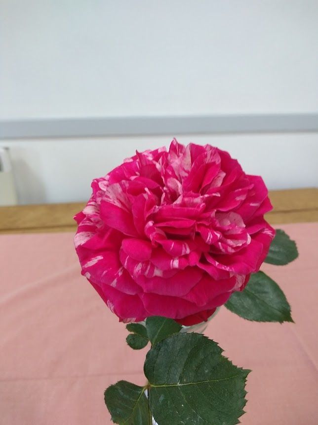 2nd place deep pink rose with white ripples