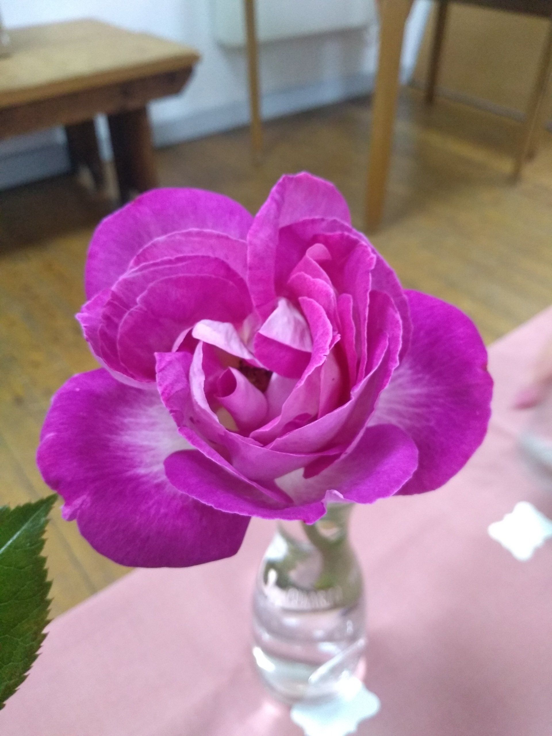 2nd prize modern rose dark pink or purple with lighter highlights