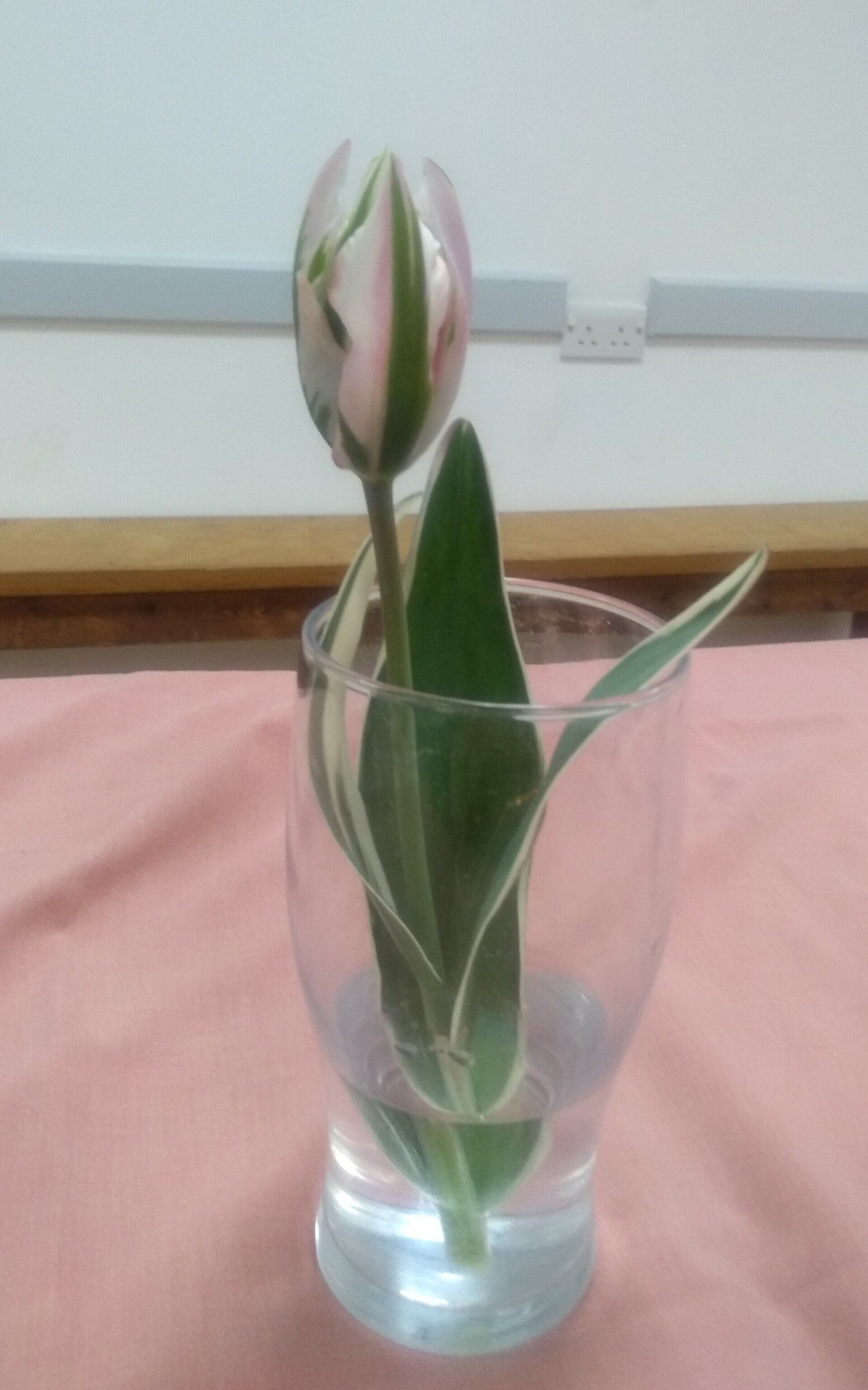 3rd place pink tulip with yellow and green stips Ann C