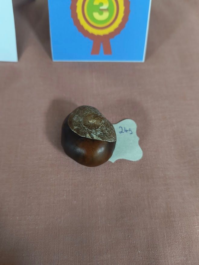 photo shows a conker with a lable saying 24g