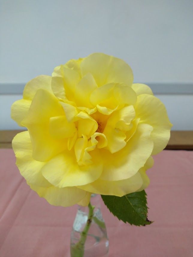 3rd place full yellow rose