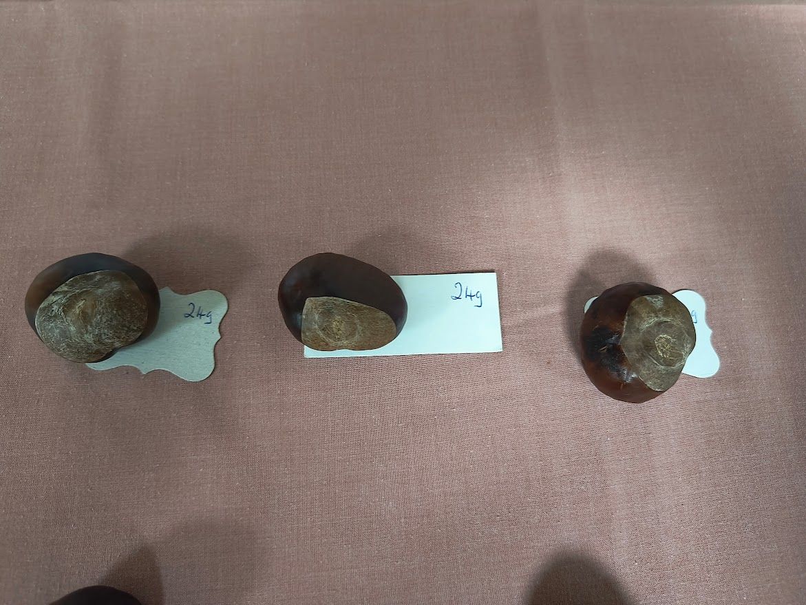 photo shows 3 conkers each with a lable saying 24g