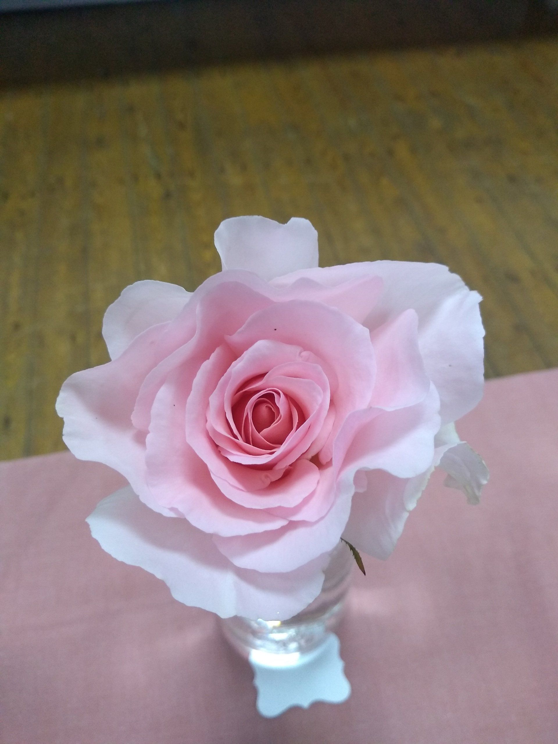 3rd prize open pink flower