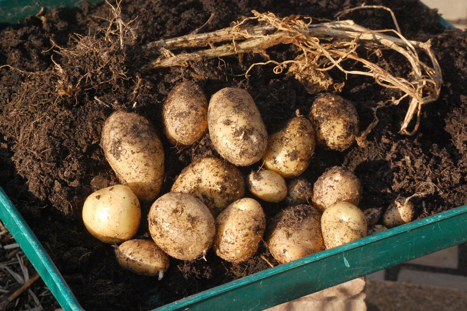 Photo shows part of Mottisfont rose garden