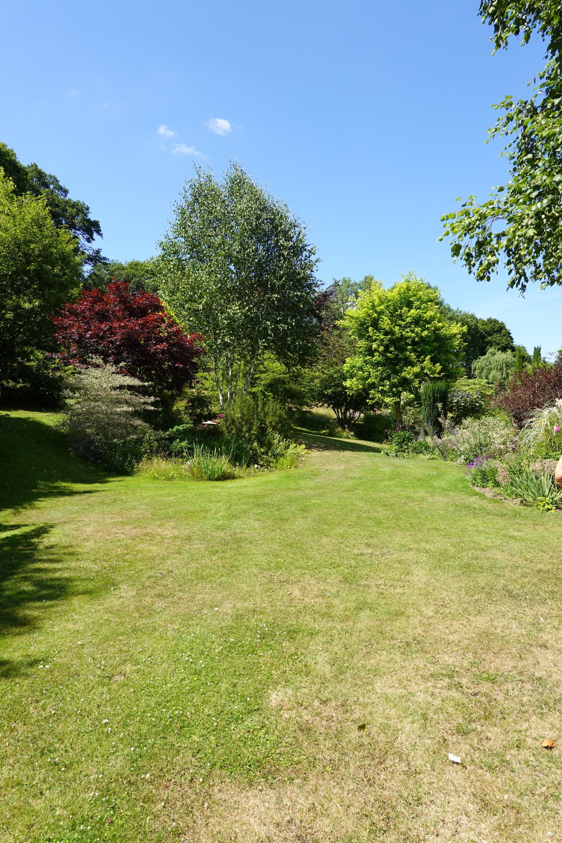 Lawn, trees and shrubs