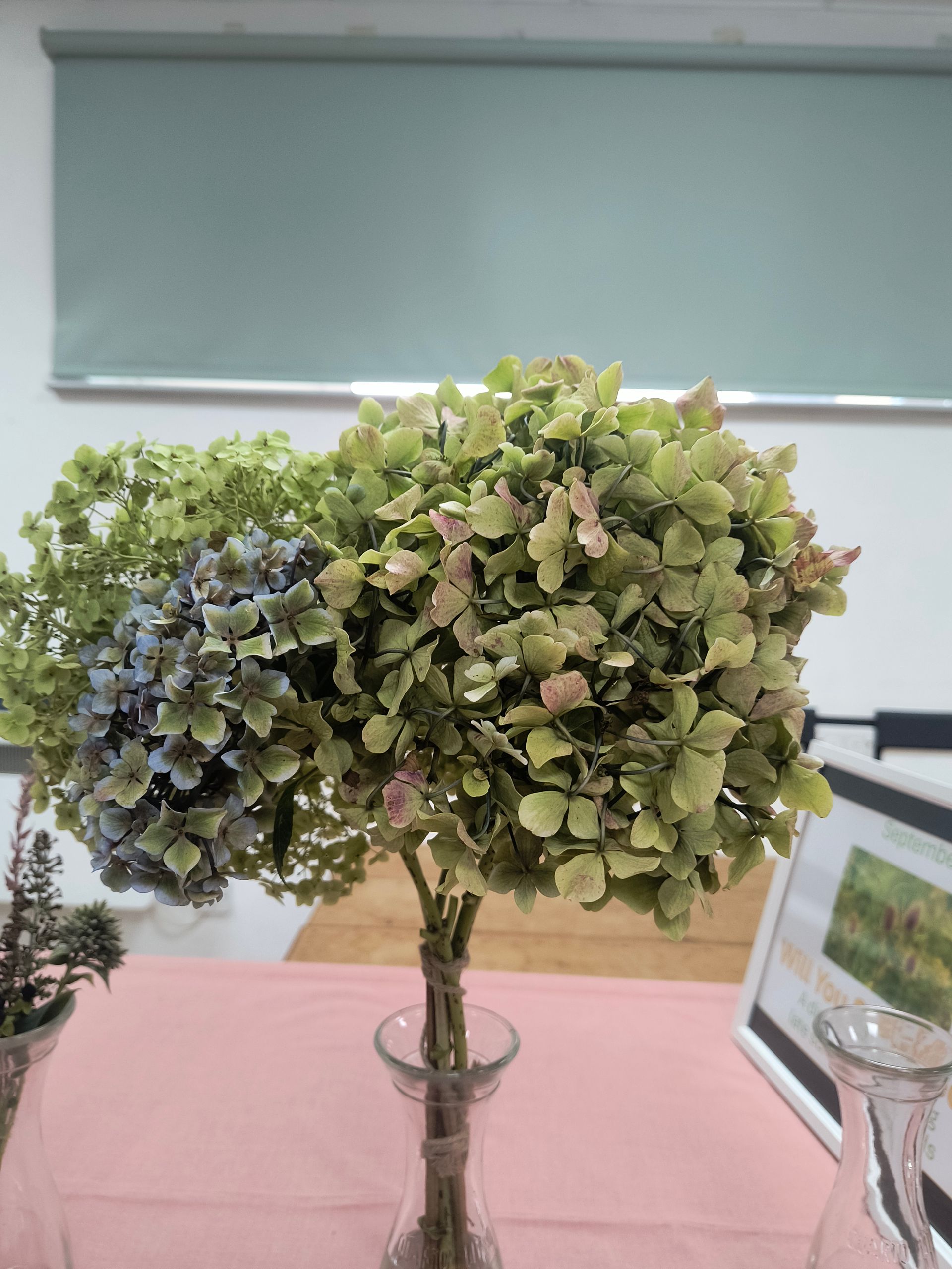 Photo shows an arrangement of not quite dry hydrangea heads
