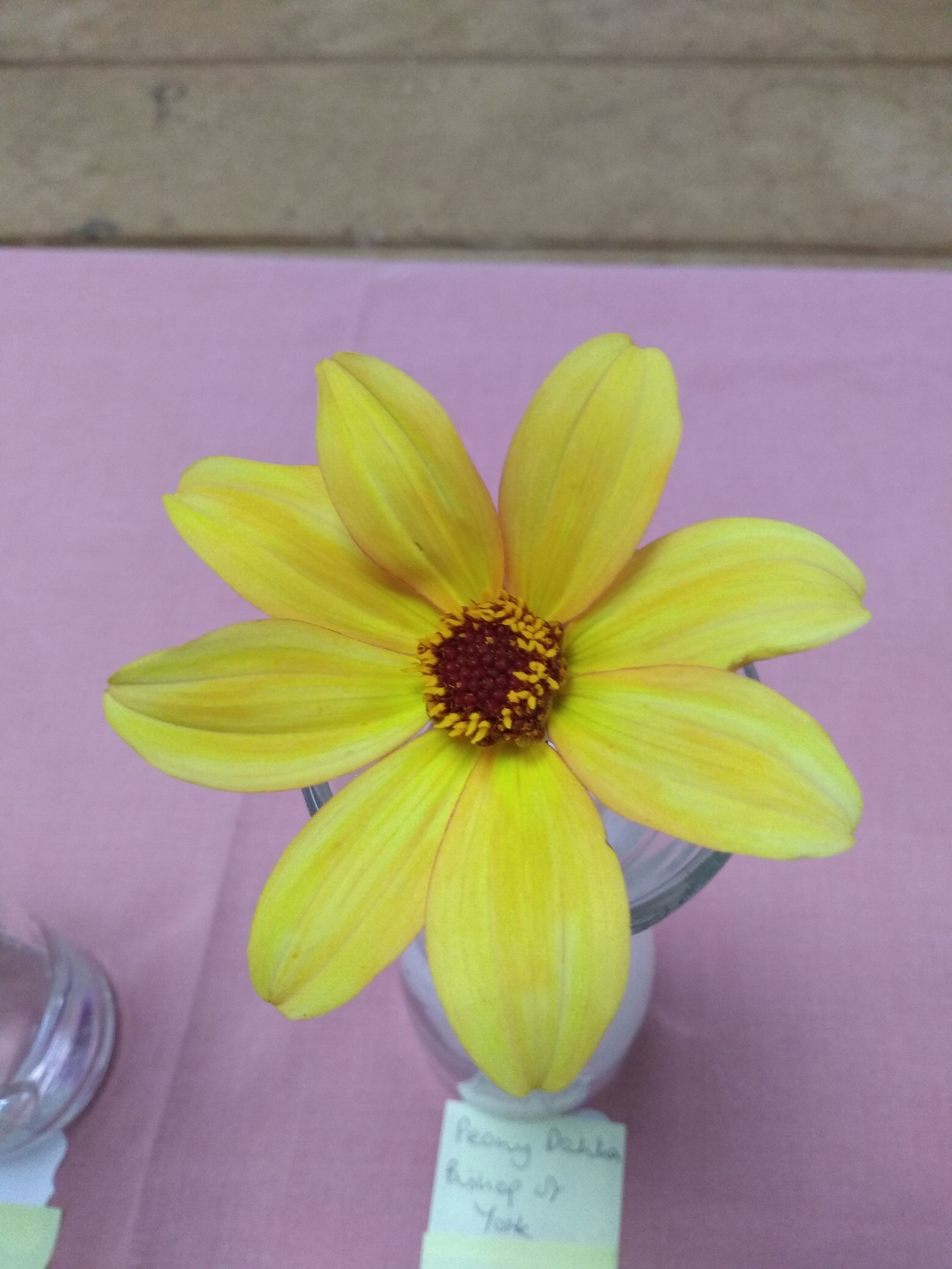 Dahlia 7, yellow