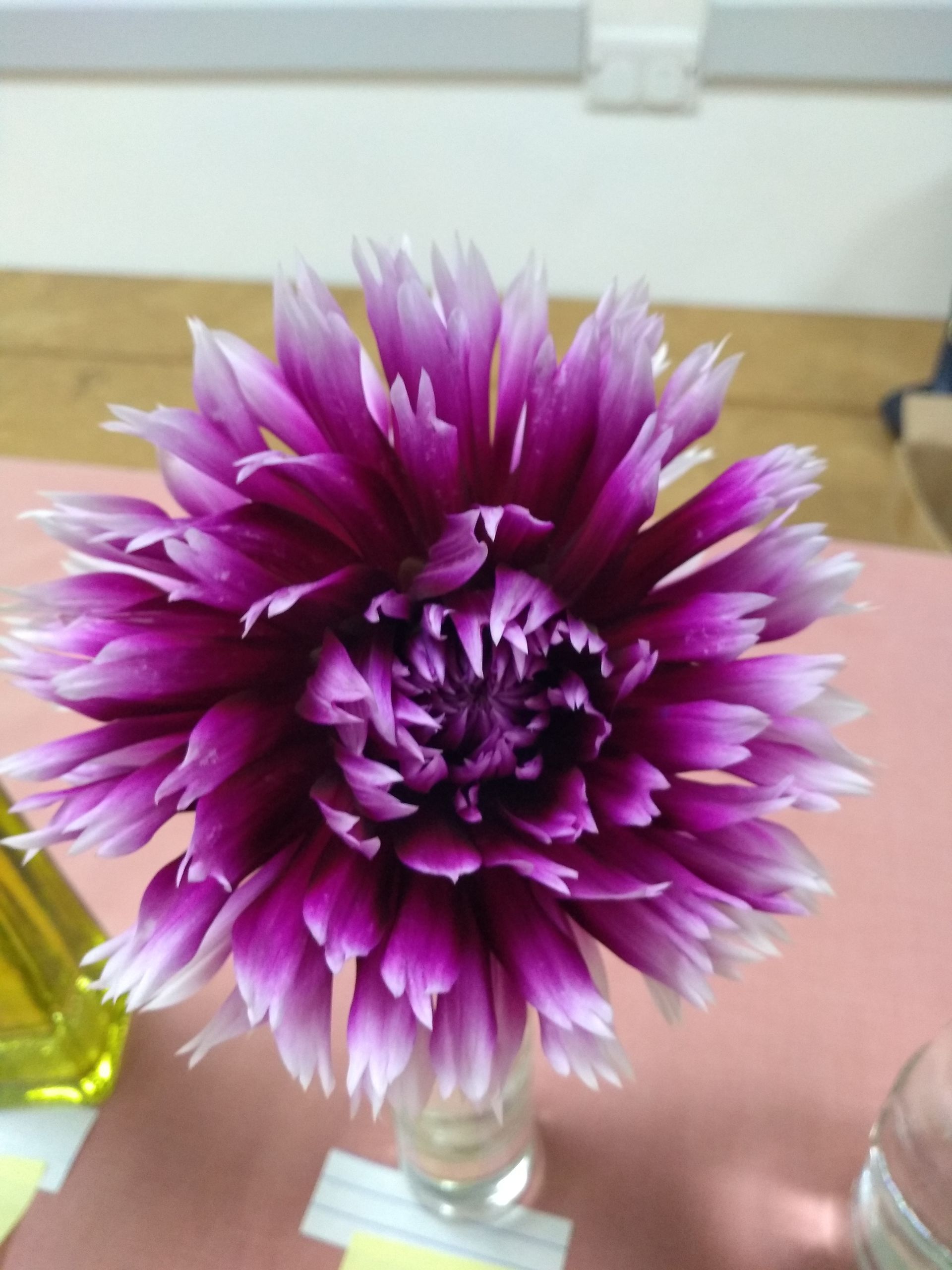 Second place dahlia, purple with paler tips, Dee R