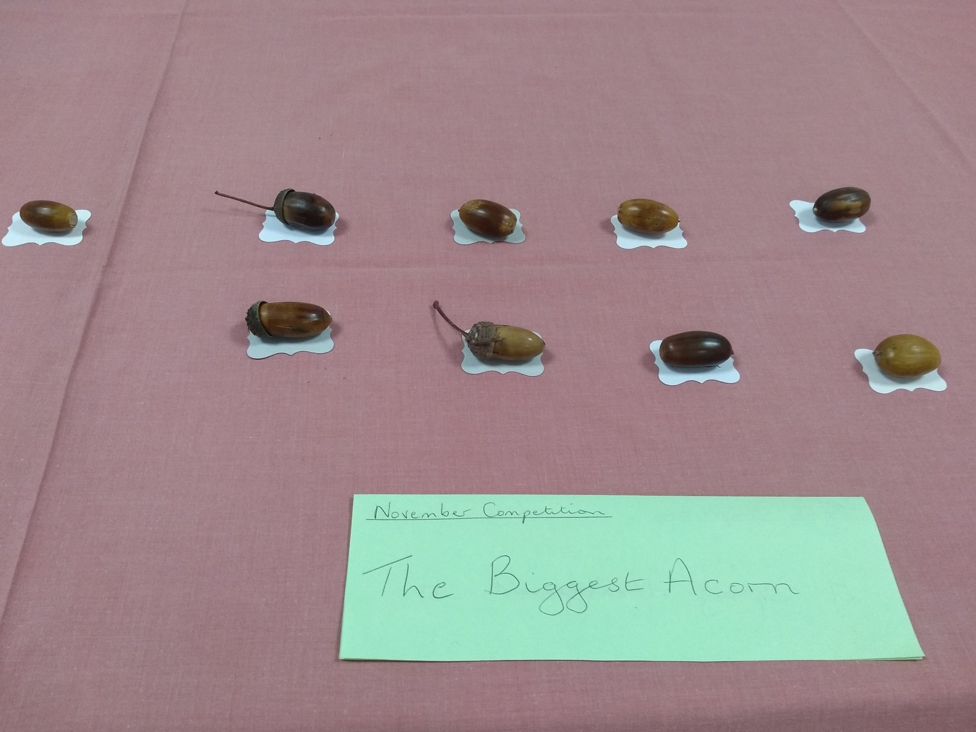 A view of all of the acorns