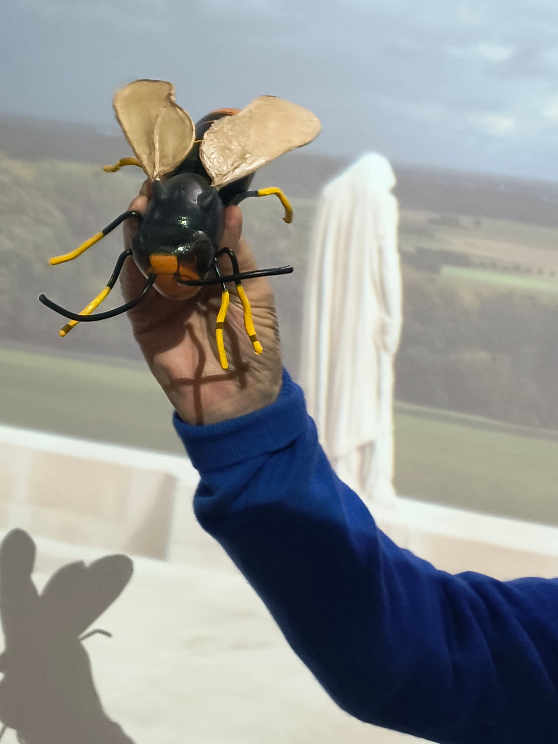 Photo shows model of an Asian Hornet from the front