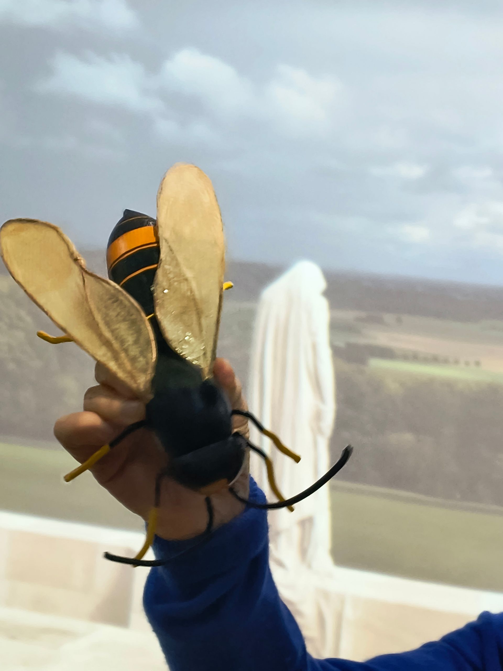 Photo shows model of an Asian Hornet from above