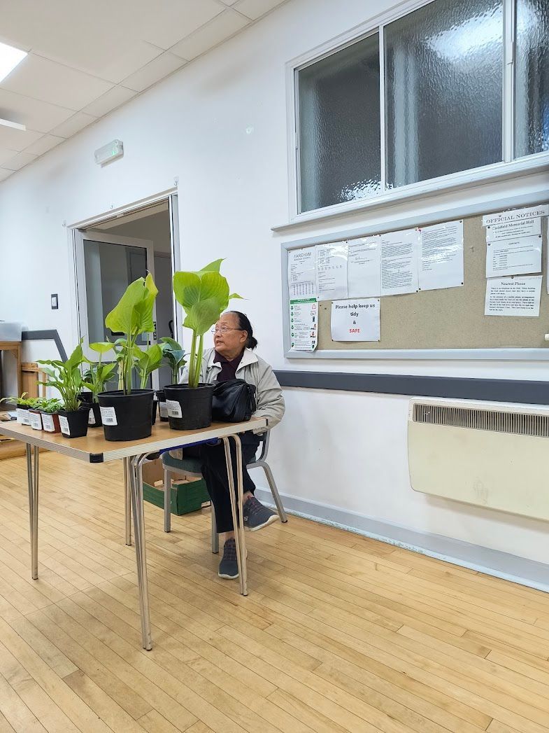 Photo shows June Collier wearing a light grey jacket seated behind a small table with a selection of various sizes of potted hosta available for sale to members