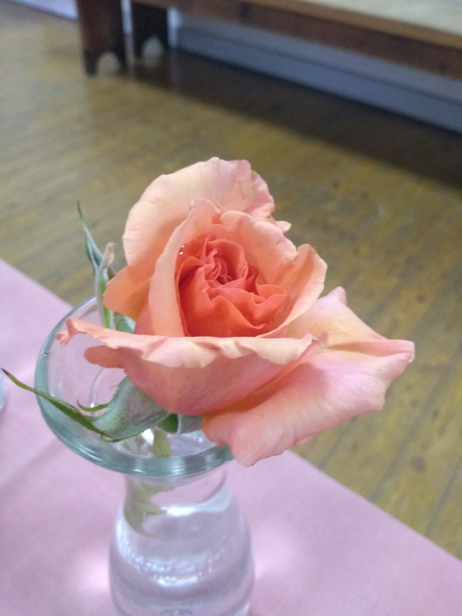 Rose 10 classic form orangey pink