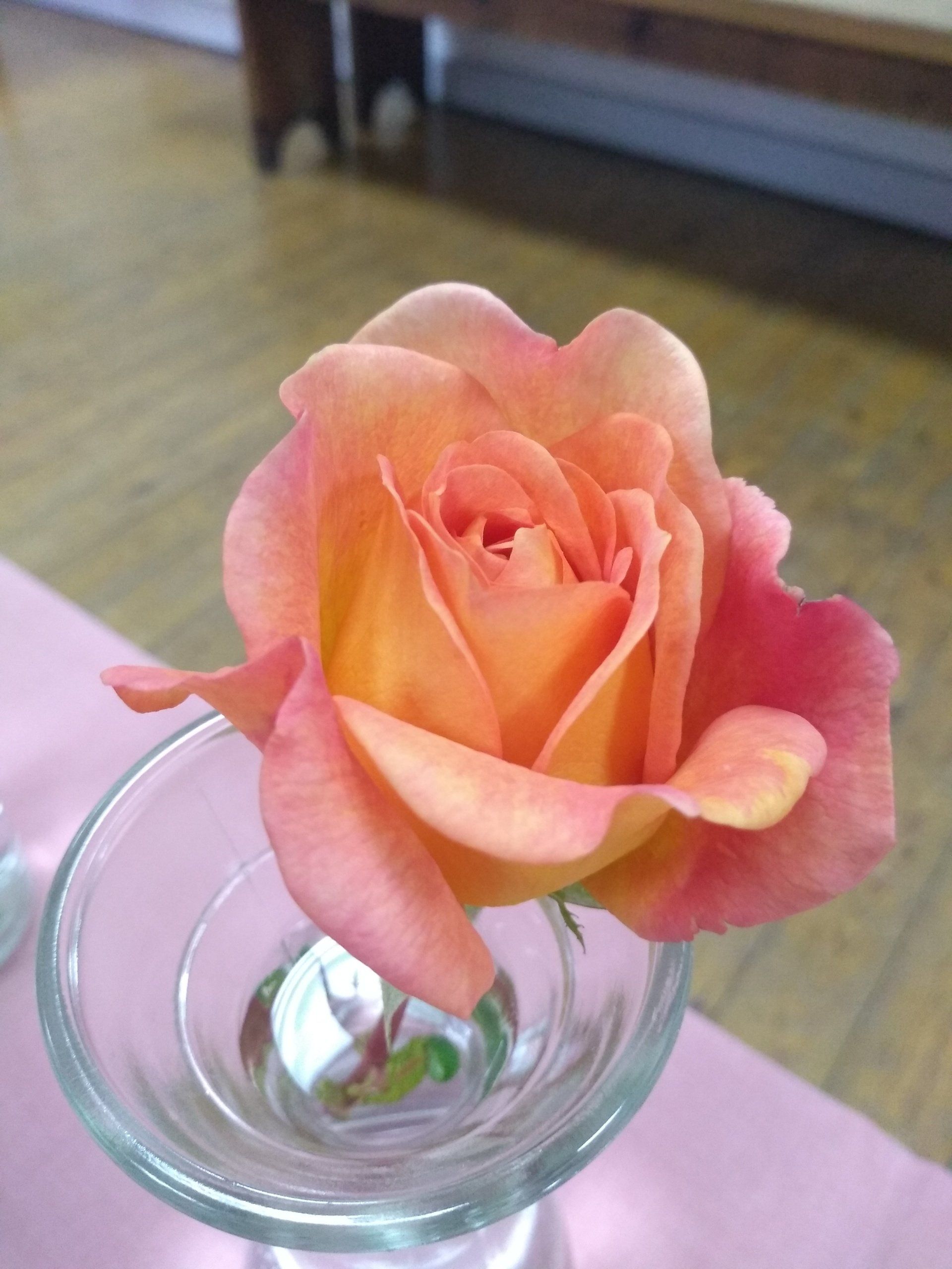 Rose 11 classic form orangey pink