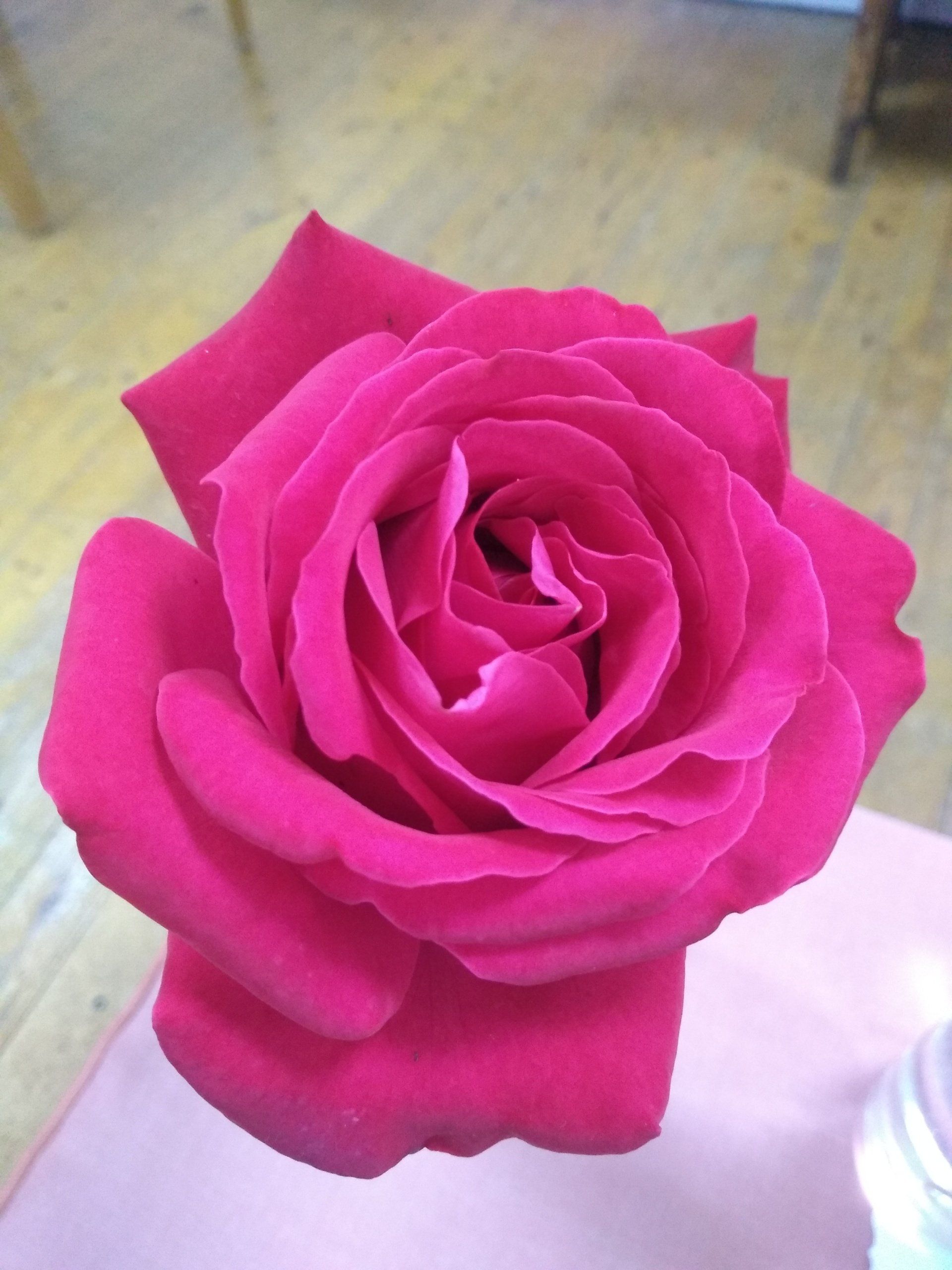 Rose 4 well formed dark pink