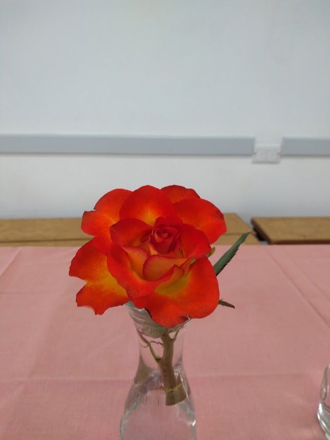 Red and orange rose