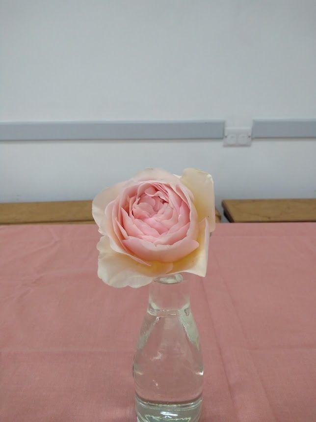Very pale pink rose