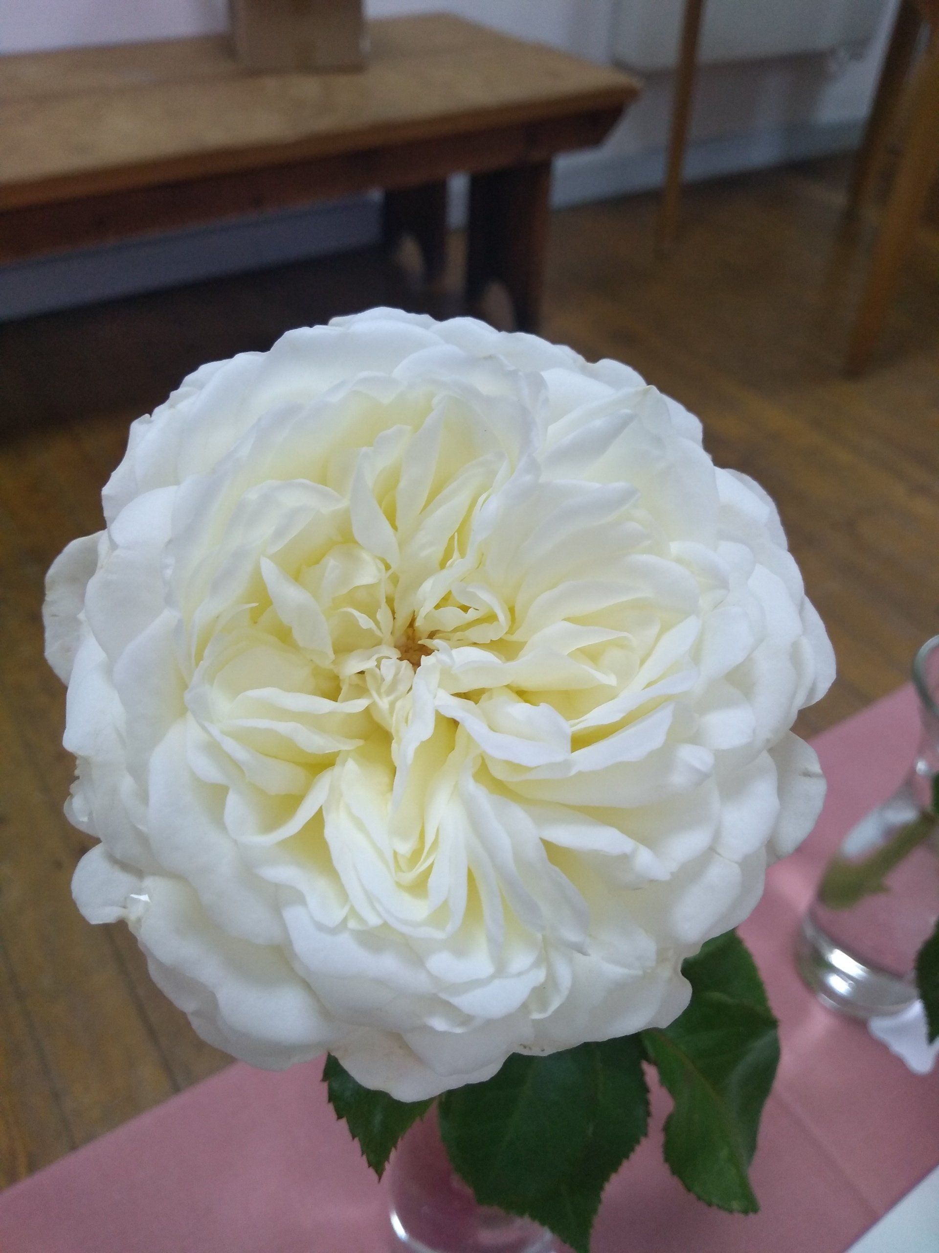 Rose 6 old english white