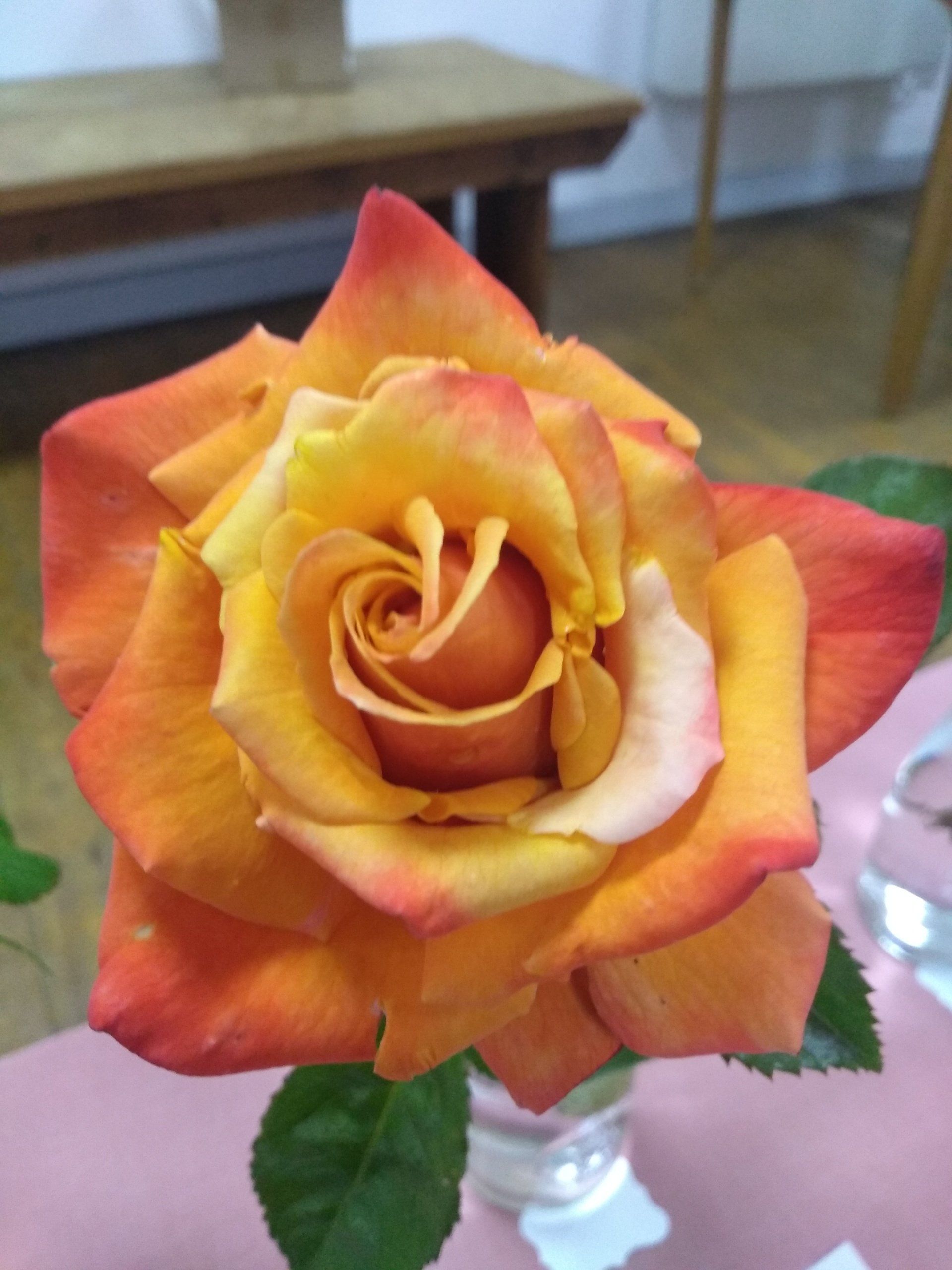 Rose 7 classic form orange and yellow