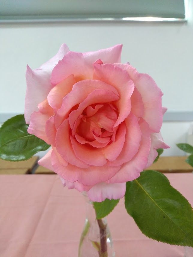 open pink rose