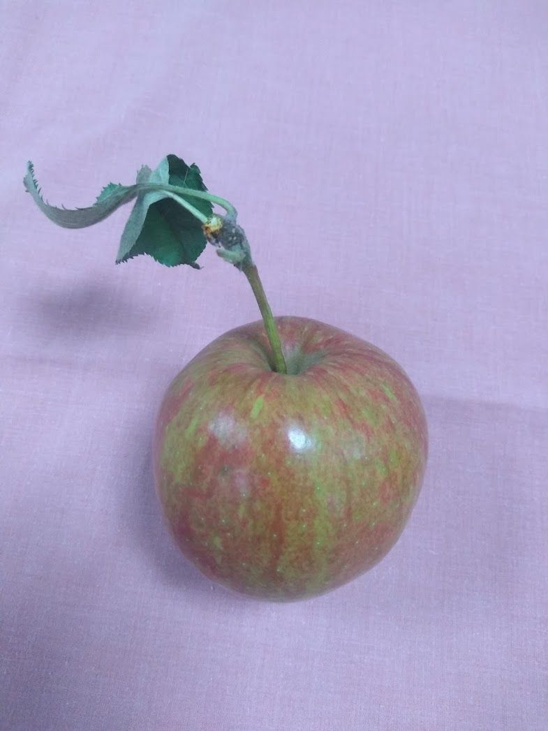 Photo of green and red streaked apple with stem and leaves